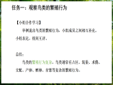 15.2 动物的生殖和发育 第3课时 （课件）-2025--2026学年北师版（2024）生物八年级上册
