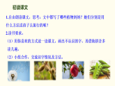 3  植物妈妈有办法 课件 统编版语文二年级上册