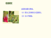 3  植物妈妈有办法 课件 统编版语文二年级上册