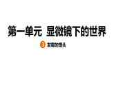 1.3 发霉的馒头（习题课件）2025-2026学年大象版（2017）科学六年级上册