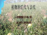 2.6《植物的后代与亲代》课件