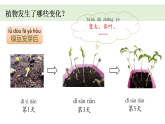 2025年秋新教科版一年级科学上册 1-5 《植物的变化》课件