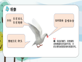 大象版科学三年级上册第二单元第2课《鸟类的特征》教学课件