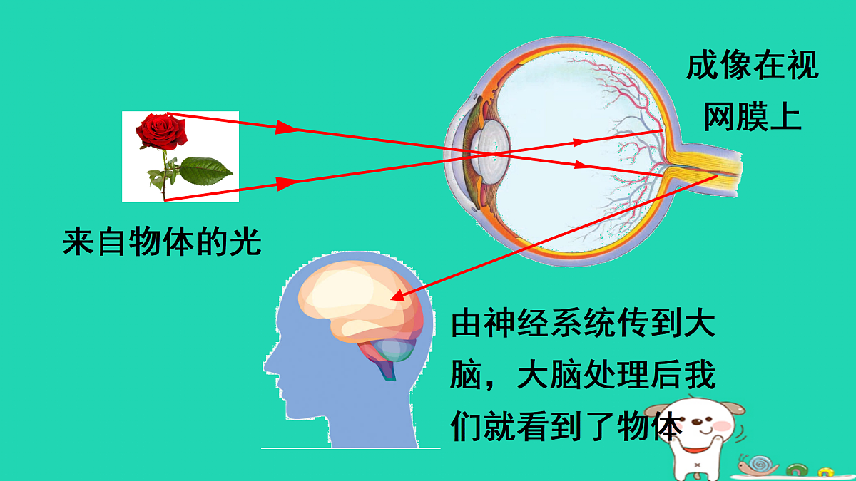 第1课时 眼睛与视力矫正第6页