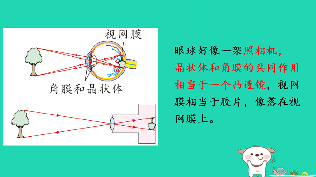 第1课时 眼睛与视力矫正第7页