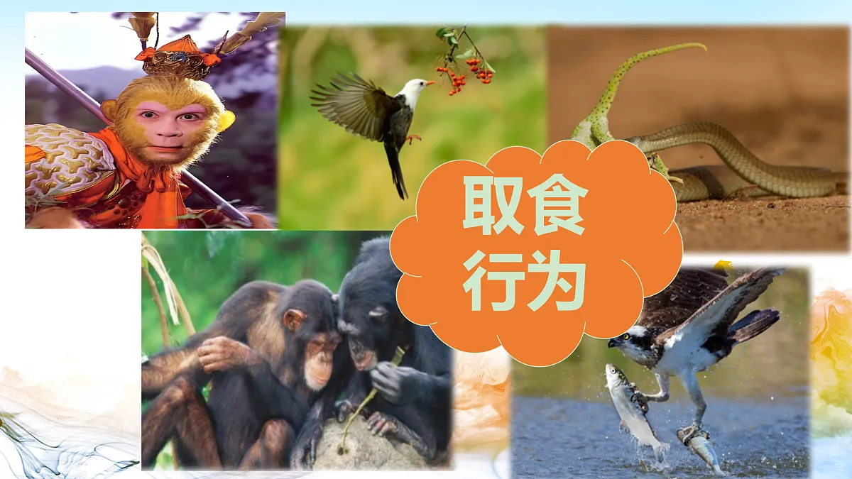 17315771第3页