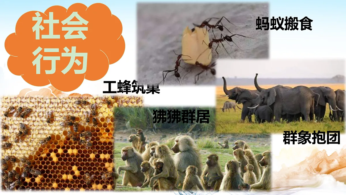 17315771第5页