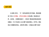 小学科学新大象版三年级上册体验单元 《大熊猫是猫科动物吗》教学课件2025秋