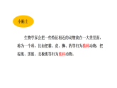 小学科学新大象版三年级上册体验单元 《大熊猫是猫科动物吗》教学课件2025秋