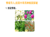 2.2 用总量与分量的关系解决问题(2)（课件)-2025-2026学年三年级上册数学青岛版（2024）