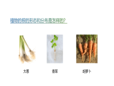 小学科学新粤教粤科版三年级上册第一单元第三课 植物的根教学课件2025秋