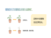 小学科学新粤教粤科版三年级上册第一单元第五课 植物的叶教学课件2025秋