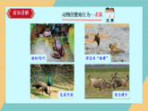 2.6《动物的繁殖》人教鄂教版四年级上册课件