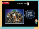 2.6《动物的繁殖》人教鄂教版四年级上册课件