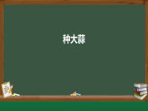 2025年秋青岛版二年级科学上册 5 种大蒜（教案+课件）