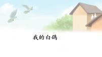 人教部编版（2024）七年级上册（2024）我的白鸽/陈忠实课文内容课件ppt