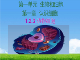 1.2.3 动物细胞 课件 2025-2026学年人教版生物七年级上册
