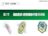 人教版高一（上）必修1生物1.2.2原核细胞和真核细胞【课件】