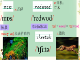 初中  英语  人教版（2024）  八年级上册Unit 4 Amazing Plants and Animals Section A 单词课件