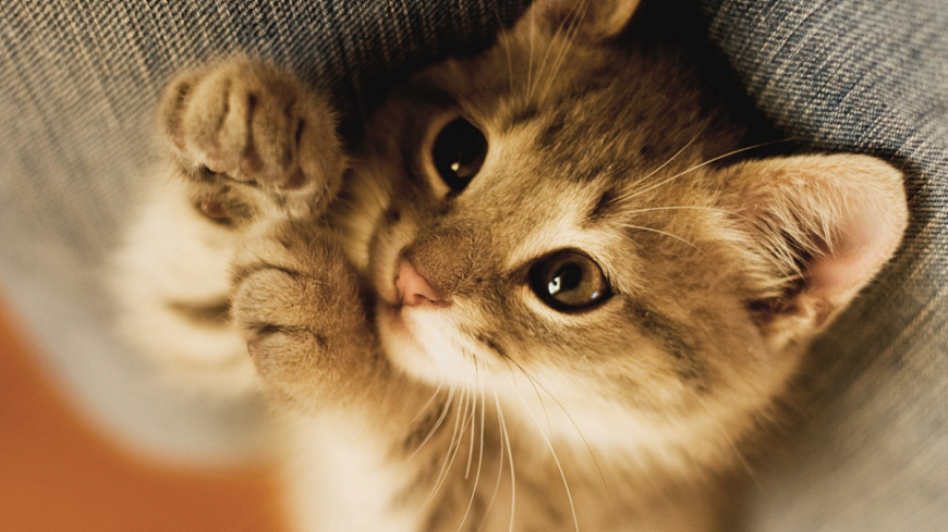 17 猫【课件】第3页