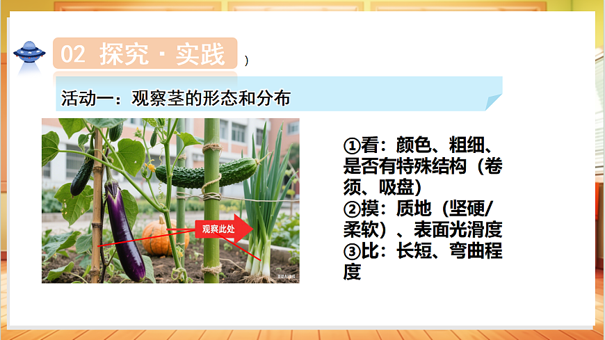 1.4 植物的茎（教学课件）科学粤教粤科版三年级上册（新教材）第7页