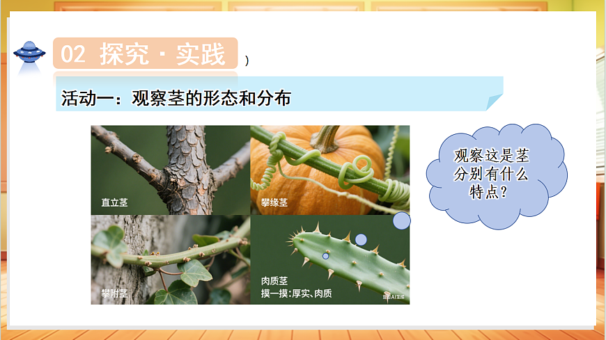 1.4 植物的茎（教学课件）科学粤教粤科版三年级上册（新教材）第8页