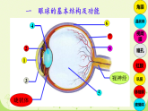 初中  生物  人教版（2024）  八年级上册（2024）  第四单元 人体生理与健康（二）  第六章第一节 人体对外界环境的感知-眼和视觉 课件