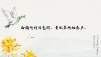 初中语文人教部编版(2024)七年级上册(2024)我的白鸽/陈忠实教学演示ppt课件