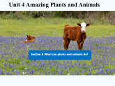 Unit 4 Amazing Plants and Animals Section A 1a-3c（课件） 人教版八年级英语上册
