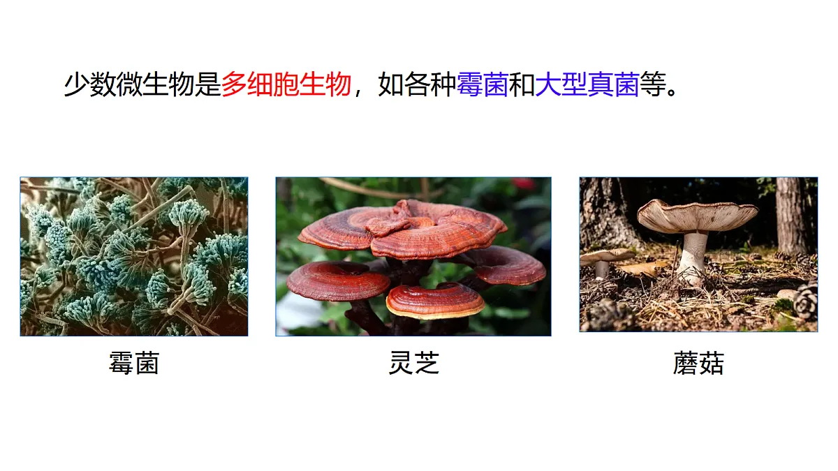 17333487第7页