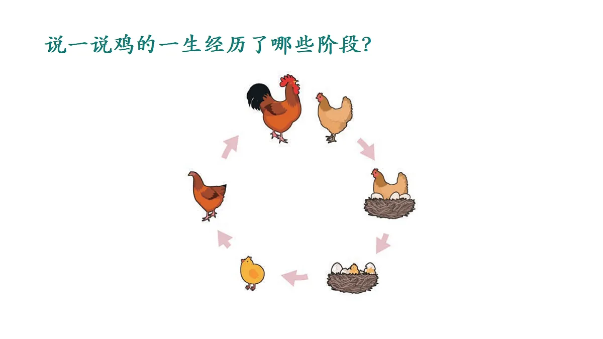 3.5 动物的一生（课件）2025-2026学年大象版三年级科学上册第2页