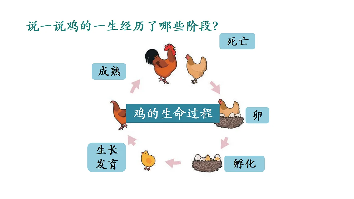 3.5 动物的一生（课件）2025-2026学年大象版三年级科学上册第3页