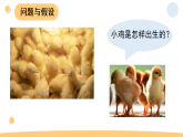 2025年大象版三年级科学上册 3.1《孵化小鸡》（教案+课件）