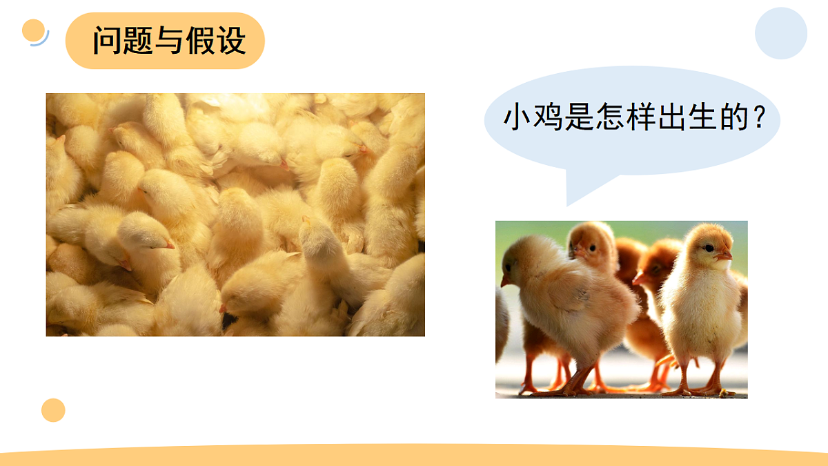 3.1 孵化小鸡（课件）2025-2026学年大象版三年级科学上册第3页