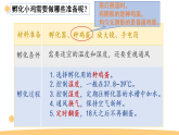 2025年大象版三年级科学上册 3.1《孵化小鸡》（教案+课件）