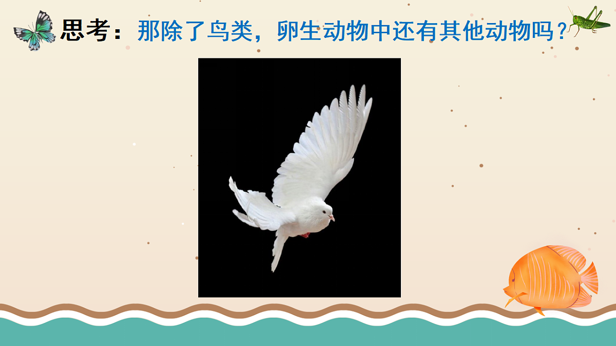 3.4 昆虫和鱼类（课件）2025-2026学年大象版三年级科学上册第2页