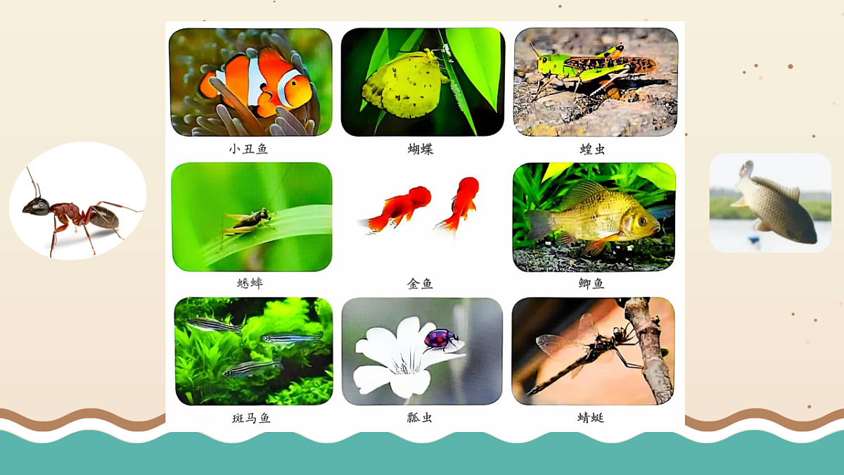3.4 昆虫和鱼类（课件）2025-2026学年大象版三年级科学上册第3页