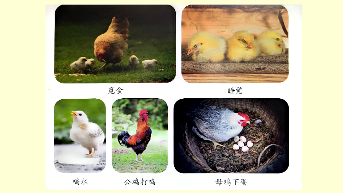 3.2 鸡与鸟类（课件）2025-2026学年大象版三年级科学上册第4页