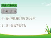 教科版2024科学一年级上册 第5课 植物的变化 -教学课件