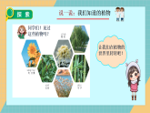 教科版小学科学一年级上册 1.1《我们知道的植物》课件
