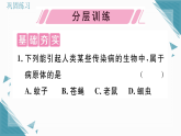 2025年人教版（2024）初中生物八年级上册第7章第1节  传染病及其预防习题课课件（含答案）