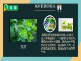 教科版小学科学一年级上册 1.2《观察植物》课件