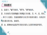2025年人教版（2024）初中生物七年级上册第一单元第三章第三节植物体的结构层次  习题课课件（含答案）