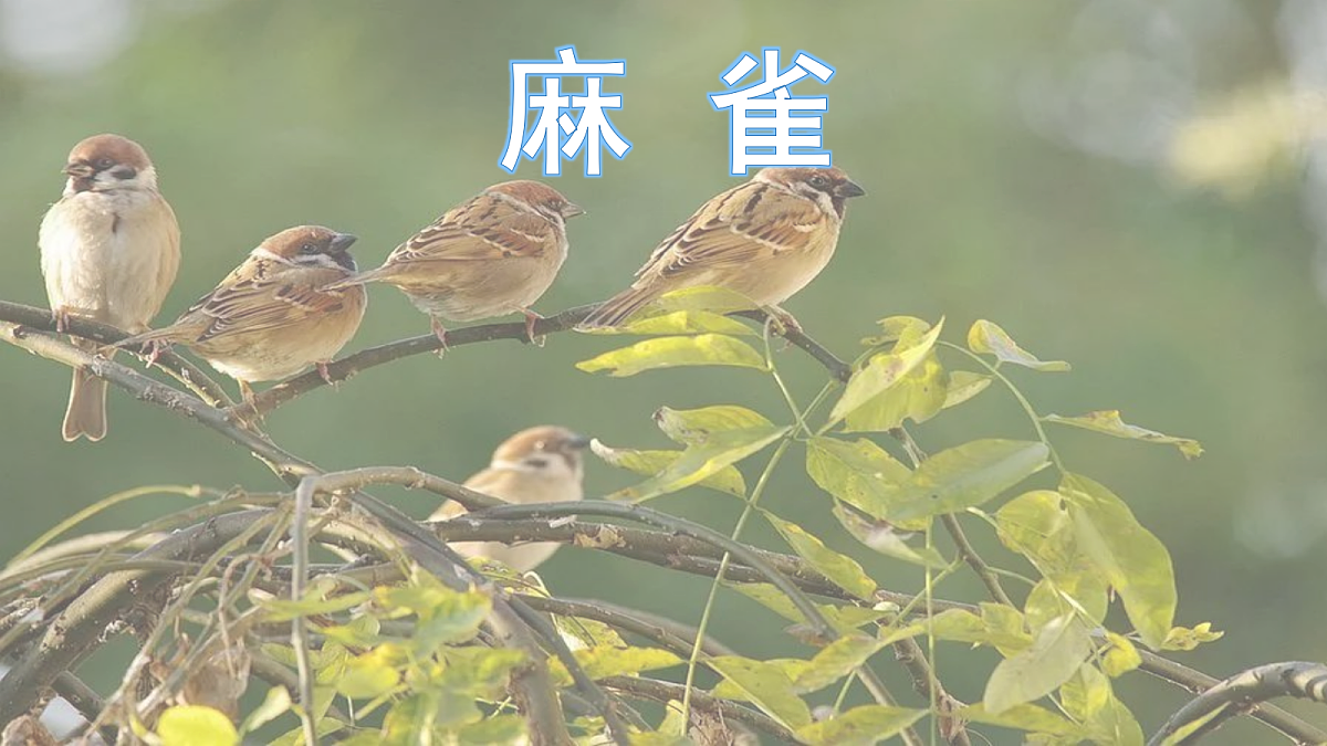 17342246第1页