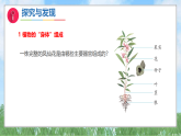 3《“植物”的身体》（课件）科学三年级上册（冀人版2024）