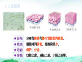 北师大版七年级生物上册第2单元生物体的结构第3章生物体的结构层次第2节细胞分化形成组织课件+学案