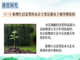 北师大版七年级生物上册第3单元植物的生活第4章绿色开花植物的生活方式第3节吸收作用课件+学案