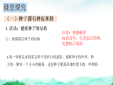 北师大版七年级生物上册第3单元植物的生活第5章绿色开花植物的生活史第1节种子萌发形成幼苗课件+学案
