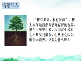 北师大版七年级生物上册第3单元植物的生活第5章绿色开花植物的生活史第2节营养器官的生长课件+学案