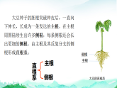 北师大版七年级生物上册第3单元植物的生活第5章绿色开花植物的生活史第2节营养器官的生长课件+学案